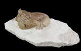 Cute, Asaphus Lepidurus Trilobite - Russia #89064-1